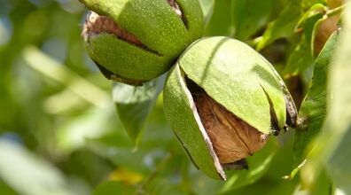 آموزش رنگ کردن مو با پوست گردو + فواید 