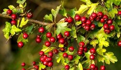 خواص زالزالک در طب سنتی + طبع و خواص درمانی