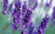  می دونستین اسطوخودوس حکم قوی ترین مسکن رو برای خانم ها داره؟ 