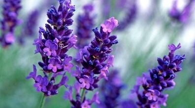  می دونستین اسطوخودوس حکم قوی ترین مسکن رو برای خانم ها داره؟ 