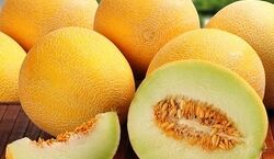  آشنایی با طالبی و خواص آن در طب سنتی + طبع و ارزش غذایی 