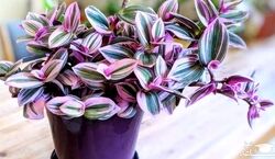 گیاهان آپارتمانی که خونه رو رنگی میکنن! + عکس