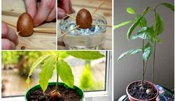 ایده های جالب و خلاقانه برای کاشت گیاهان متفاوت در خانه + فیلم 