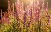  آشنایی با گیاه مریم گلی و خواص آن + طبع و نحوه مصرف 