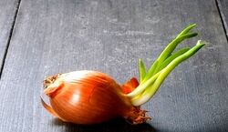 خوردن سیر و پیاز جوانه زده ضرر دارد؟ | چطوری جلوی جوانه زدن سیر و پیاز رو بگیریم؟ 