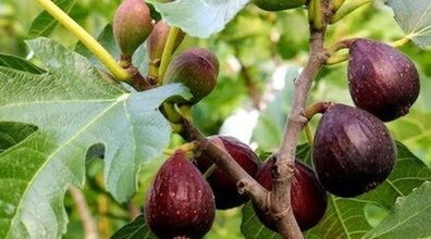 ۸ خاصیت فوق العاده چای برگ انجیر که نمی دانستید + مزایا و مضرات