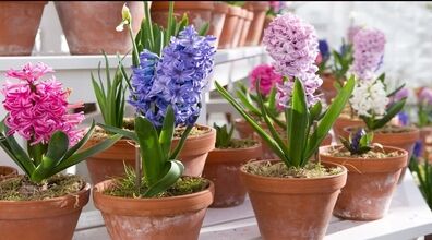 برای عید امسال خودت سمبل بکار! | آموزش کاشت و پرورش سنبل