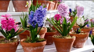 برای عید امسال خودت سمبل بکار! | آموزش کاشت و پرورش سنبل