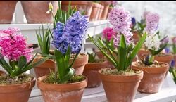 برای عید امسال خودت سمبل بکار! | آموزش کاشت و پرورش سنبل