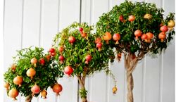 کاشت انار با یه روش خیلی ساده در گلدان + آموزش