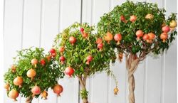 کاشت انار با یه روش خیلی ساده در گلدان + آموزش