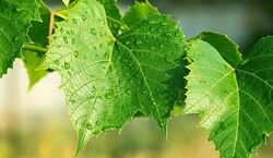 بهترین روش نگهداری برگ مو برای طولانی مدت + ۶ روش مختلف