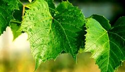 بهترین روش نگهداری برگ مو برای طولانی مدت + ۶ روش مختلف