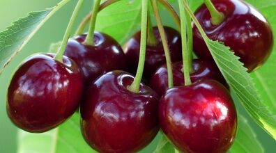 خوردن کرم گیلاس چه خطری داره؟ |‌ وقتی گیلاس می خوری حتما به این نکته توجه کن 
