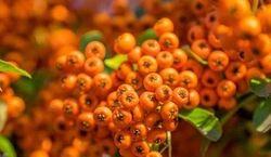 این میوه داروی شاهان باستان و درمانگر کبد و قلبه!