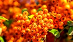 این میوه داروی شاهان باستان و درمانگر کبد و قلبه!