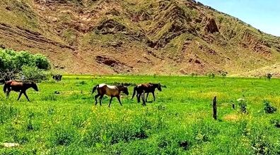 دشت هویج، بهشت خوش آب و هوا مناسب سفر یک روزه برای تهرانی ها + عکس