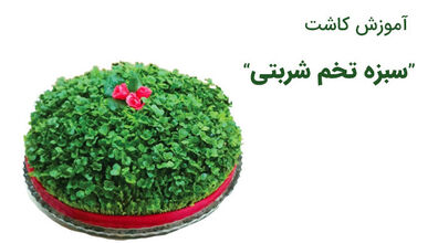 کاشت سبزه تخم شربتی برای عید نوروز | سبزه تخم شربتی را چه زمانی بکاریم؟ + آموزش