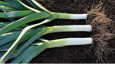  اگه ضدآفتاب نمی زنی، تره فرنگی بخور | فواید تره فرنگی برای پوست و مو 