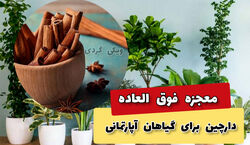 5 خاصیت فوق العاده دارچین در رشد گیاهان آپارتمانی! + فیلم