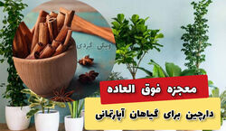 5 خاصیت فوق العاده دارچین در رشد گیاهان آپارتمانی! + فیلم