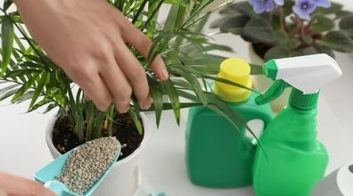کودهای مناسب برای تقویت و شادابی گیاهان آپارتمانی + توضیحات