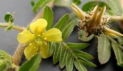  خواص درمانی سریع السیر عرق خارخاسک برای سنگ کلیه 