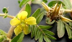  خواص درمانی سریع السیر عرق خارخاسک برای سنگ کلیه 