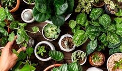 معرفی مقاوم ترین گیاهان آپارتمانی در برابر سرمای هوا! + عکس