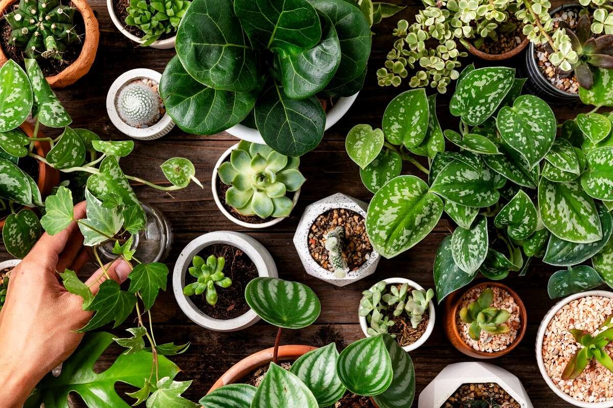 گیاهان آپارتمانی مفید برای افسردگی