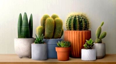 کاکتوس رو کجای خونه بذاریم بهتره؟ | جای اصلی کاکتوس، کجای خونه است؟