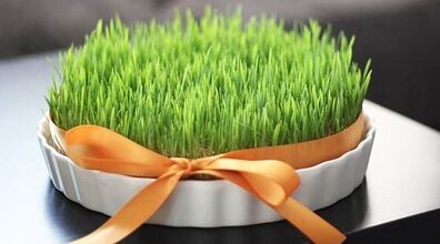 روش تهیه سبزه عید با گندم در خاک ژله ای | برا عید اینجوری سبزه بکار + روش نگهداری