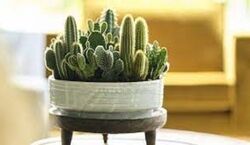 کاکتوس برای رشد بیشتر چقدر نور نیاز داره؟ | میزان کافی نور برای رشد و پرورش کاکتوس