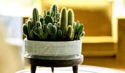 کاکتوس برای رشد بیشتر چقدر نور نیاز داره؟ | میزان کافی نور برای رشد و پرورش کاکتوس