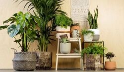 کجای خانه گل بگذاریم؟ | جاهای مناسب قرار دادن گیاهان آپارتمانی در خانه 