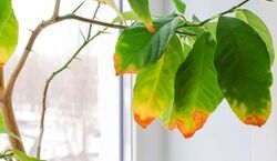به گیاهی که برگ هاش قهوه ای شده چطور آب بدیم؟ ‌| نکات آبیاری گیاهان آپارتمانی