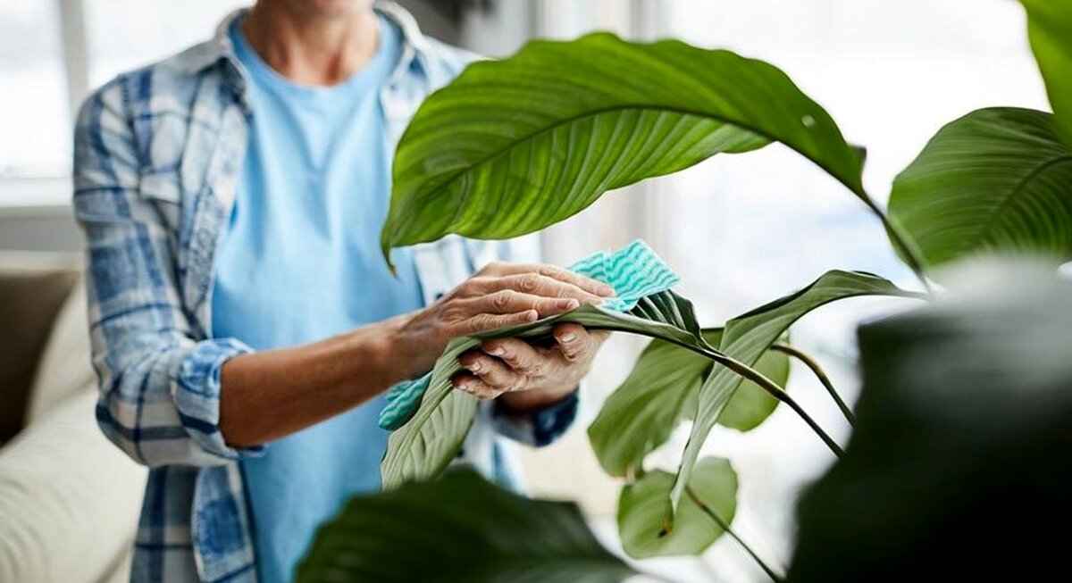 تمیز کردن برگ گیاهان خانگی