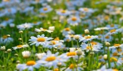 اگه عاشق بابونه ای به این دشت سفر کن | دشت گل های بابونه فندقلوی اردبیل + عکس